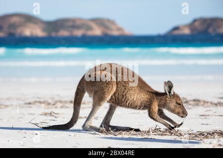 Ein junges Känguru, das sich am Strand von Lucky Bay im Cape Le Grand National Park in der Nähe von Esperance, Westaustralien, ernährt Stockfoto