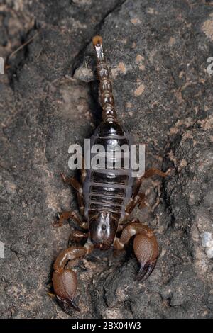Dorsal der Familie grabende Skorpione, Heterometrus xanthoopus, Lonand, Maharashtra, Indien Stockfoto