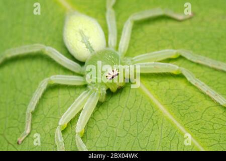 Grüne Huntsman Spinne, Olios milleti, Pune , Maharashtra, Indien Stockfoto