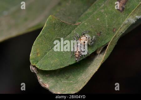 Schwere Springspinne, Hyllus semicupreus, weiblich, Salticidae, Pune, Maharashtra, Indien Stockfoto