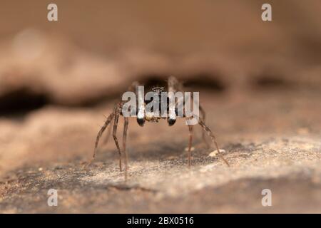 Männchen, Shore Spider, Pardosa milvina, Lycosidae, Lonand, Maharashtra, Indien Stockfoto