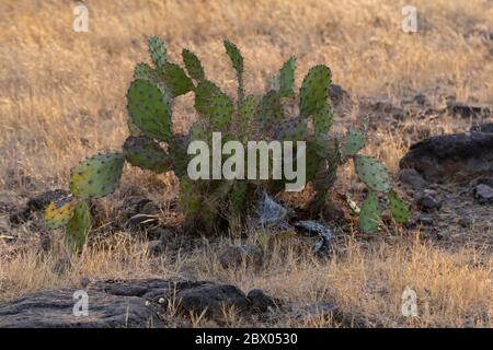 Hasen-Ohrkaktus, Opuntia microdasys, Cactaceae, Satara, Maharashtra, Indien Stockfoto