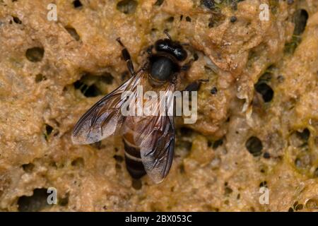 Felsenhonigbiene Nahaufnahme, APIs dorsata, Apidae, Satara, Maharashtra, Indien Stockfoto