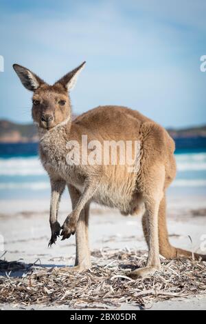 Ein Känguru-Porträt am Strand von Lucky Bay im Cape Le Grand National Park, in der Nähe von Esperance, Westaustralien Stockfoto