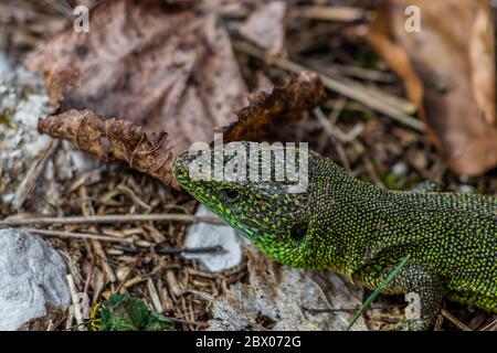 Europäische grüne Eidechse Kopfschuss Stockfoto