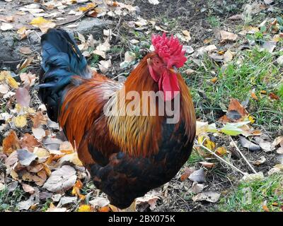 Schöner Hahn mit bunten Federn und Schwanz Stockfoto