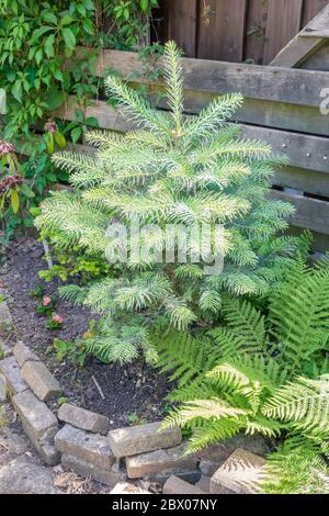Kleine Weißtanne (Abies concolor) mit frischen neuen Trieben Stockfoto
