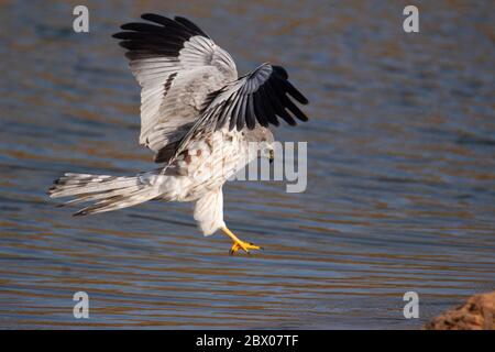 Falcon Tauchen im Wasser, Kerala, Indien Stockfoto