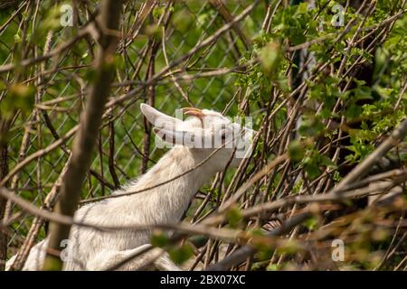 Kleine junge Ziege werfen Zweige Stockfoto
