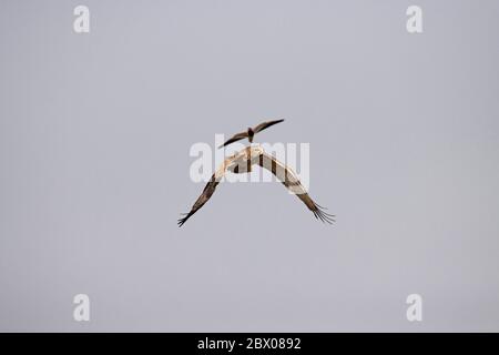 Kurzer Zikanadler, Circaetus gallicus von Kiebing gemobbt Stockfoto