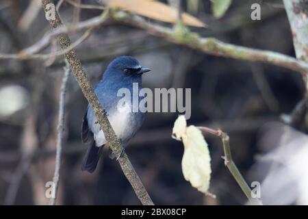 Weißer Bäuchling blauer Robin, Myiomela albiventris, Munnar, Kerala, Indien. Gefährdet Stockfoto