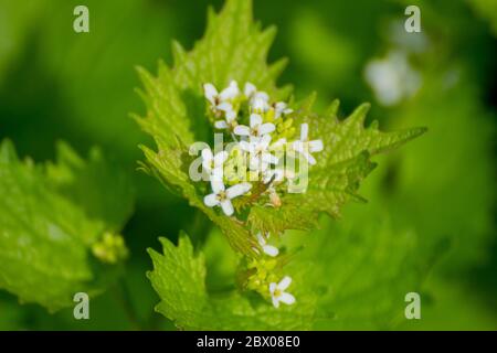 Nahaufnahme von Blüten aus Knoblauchsenf, Alliaria petiolata oder Knoblauchsrauke Stockfoto