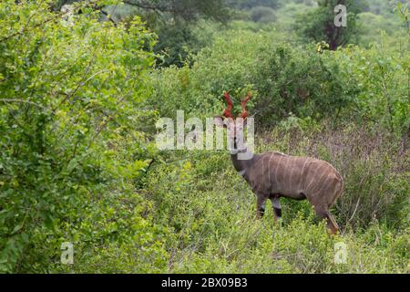 Spiralhornantilope mit rotem Horn und weißen Streifen im Busch in Kenia. Stockfoto