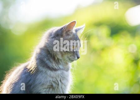 Porträt einer niedlichen Katze sitzt im Freien vor grünem natürlichen Hintergrund. Seitenansicht Stockfoto