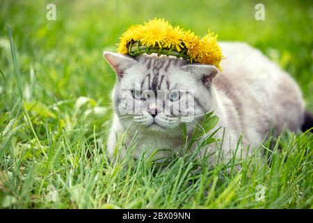 Siamkatze gekrönte Löwenzahn-Kaplan auf dem Gras im Sommergarten liegend Stockfoto