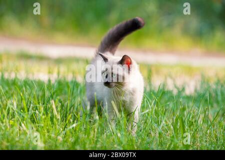 Kleine süße siamkatzen, die im Sommergarten auf dem Gras spazieren Stockfoto