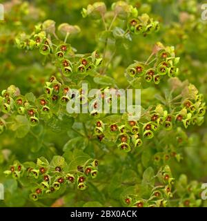 Große mediterrane Blütenpracht - Euphorbia characmias Stockfoto