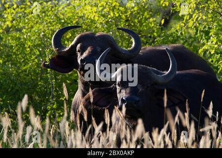 Zwei Wasserbüffel vor grünen Bäumen und auf Gras in Kenia. Stockfoto