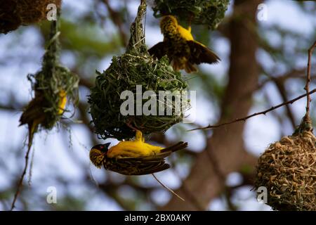 Goldhandweber baut in Kenia ein Nest in einem Baum. Stockfoto