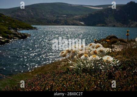 Kosciuszko Nationalpark Blauer See Stockfoto