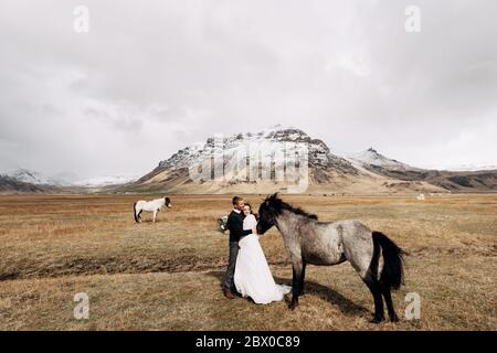 Hochzeitspaar im Anschluss mit Pferden. Der Bräutigam umarmt die Braut. Destination Island Hochzeitsfoto mit isländischen Pferden. Stockfoto