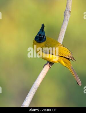 Ein schöner Schwarzkiemchen-Bulbul (Pycnonotus flaviventris), auf einem Barsch und Augenkontakt in Uttarakhand im Nordosten Indiens. Stockfoto