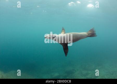 Ein einziger wilder kalifornischer Seelöwe (Zalophus californianus) schwimmt unter Wasser um Los Islotes, Baja California, Mexiko. Stockfoto
