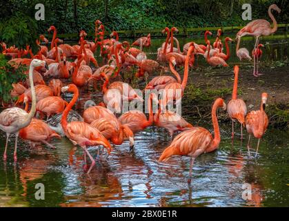 Schöne rosa Flamingos stehen im See mit Reflexionen im Chester Zoo. Stockfoto