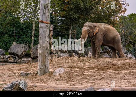 Elefantenmännchen im Zoo Stockfoto