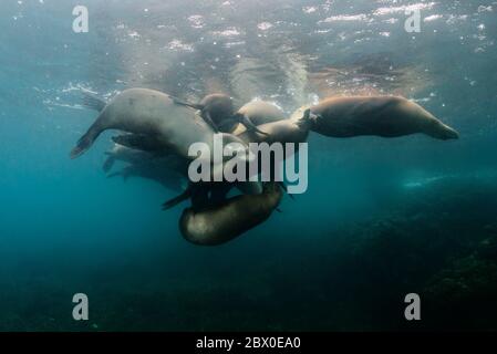 Gemischte Gruppe von wilden kalifornischen Seelöwen (Zalophus californianus) schlafen im Wasser um Los Islotes, Baja California, Mexiko. Stockfoto