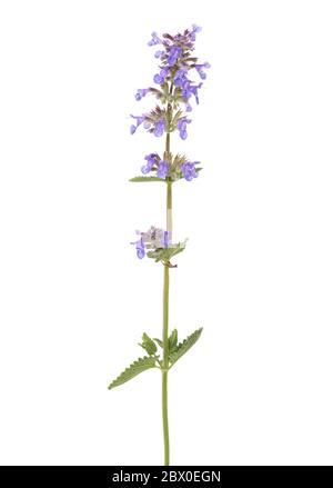 Zweig des Salbei (Salvia officinalis) mit Blüten und Blättern auf weißem Hintergrund isoliert. Stockfoto