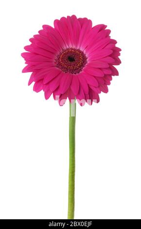 Die gerbera Blume von Magenta Farbe auf weißem Hintergrund. Stockfoto