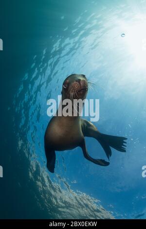 Junge kalifornische Seelöwen (Zalophus californianus) spielen im Wasser um Los Islotes, Baja California, Mexiko. Stockfoto