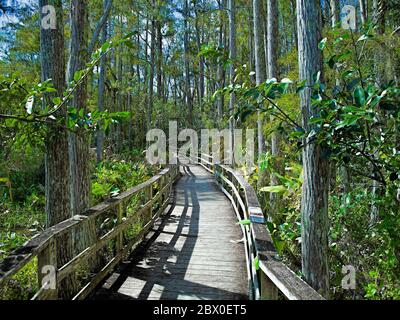 Audubon Corkscrew Swamp Sanctuary Stockfoto