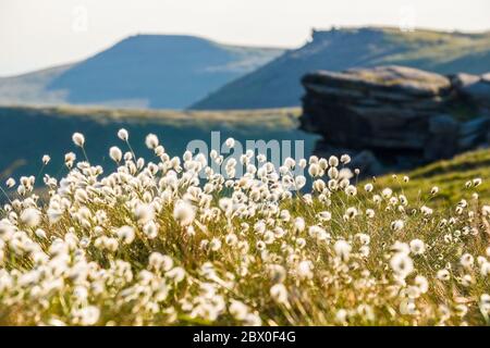 Eriophorum angustifolium, allgemein bekannt als gemeines Baumwollgras / Baumwollgras auf den Kinder Scout Moors des Peak District National Park, Derbyshire Stockfoto