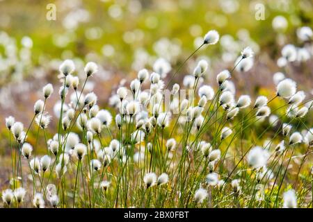 Eriophorum angustifolium, allgemein bekannt als gewöhnliches Baumwollgras / Baumwollgras auf den Mooren des Peak District National Park, Derbyshire Stockfoto