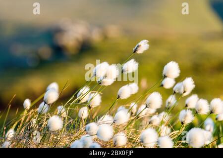 Eriophorum angustifolium, allgemein bekannt als gewöhnliches Baumwollgras / Baumwollgras auf den Mooren des Peak District National Park, Derbyshire Stockfoto