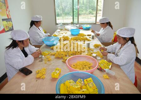 (200604) -- XIUSHUI, 4. Juni 2020 (Xinhua) -- Umsiedlungsdörfer arbeiten in einer Chrysanthemenfabrik in der Nähe einer Umsiedlungsgemeinschaft zur Armutsbekämpfung im Dorf Tangqiao der Gemeinde Huangsha, Landkreis Xiushui, Provinz Jiangxi im Osten Chinas, 20. Mai 2020. Während des 13. Fünfjahresplans (2016-2020) in China hat die lokale Regierung in Xiushui 141 Umsiedlungsgemeinschaften für mehr als 10,000 verarmte Landbewohner errichtet, die früher mit dem Leben in den Berggebieten des Landkreises zu kämpfen hatten. Die umgesiedelten Landbewohner haben jetzt Zugang zu besseren Krankenhäusern, Schulen und Arbeitsmöglichkeiten. Mann Stockfoto