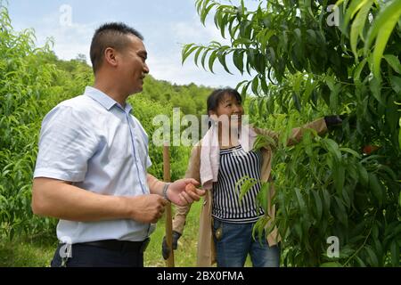 (200604) -- XIUSHUI, 4. Juni 2020 (Xinhua) -- umgesiedelte Dorfbewohner pflegen einen Pfirsichbaum in einem Obstgarten in der Nähe einer Umsiedlungsgemeinschaft zur Armutsbekämpfung im Dorf Tangqiao der Gemeinde Huangsha, Landkreis Xiushui, Provinz Jiangxi im Osten Chinas, 20. Mai 2020. Während des 13. Fünfjahresplans (2016-2020) in China hat die lokale Regierung in Xiushui 141 Umsiedlungsgemeinschaften für mehr als 10,000 verarmte Landbewohner errichtet, die früher mit dem Leben in den Berggebieten des Landkreises zu kämpfen hatten. Die umgesiedelten Landbewohner haben jetzt Zugang zu besseren Krankenhäusern, Schulen und Arbeitsmöglichkeiten. Mann Stockfoto