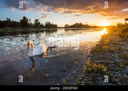 Schwan mit Küken bei Sonnenuntergang am See Stockfoto