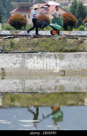 (200604) -- XIUSHUI, 4. Juni 2020 (Xinhua) -- Li Ping (R), ein Hochschulunternehmer und ein Mitarbeiter gehen zur Arbeit in Lis Garnelenfarm in der Nähe einer Umsiedlungsgemeinschaft zur Armutsbekämpfung im Dorf Tangqiao der Gemeinde Huangsha, Landkreis Xiushui, Provinz Jiangxi im Osten Chinas, 20. Mai 2020. Lis Garnelenfarm bot vielen umgesiedelten Dorfbewohnern Beschäftigungsmöglichkeiten. Während des 13. Fünfjahresplans (2016-2020) in China hat die lokale Regierung in Xiushui 141 Umsiedlungsgemeinschaften für mehr als 10,000 verarmte Landbewohner errichtet, die früher mit dem Leben im Bergland des Landkreises zu kämpfen hatten Stockfoto