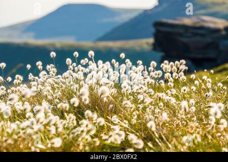 Eriophorum angustifolium, allgemein bekannt als gemeines Baumwollgras / Baumwollgras auf den Kinder Scout Moors des Peak District National Park, Derbyshire Stockfoto