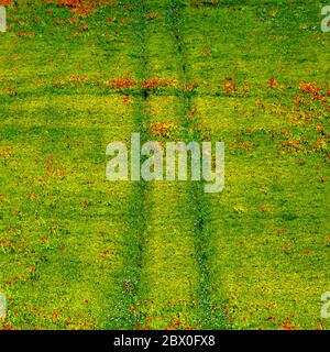 Rote Mohnblumen leuchten unter der Sonne Stockfoto