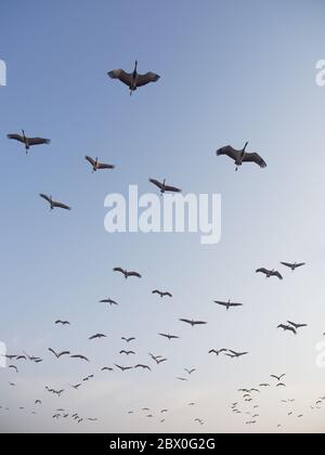 Demoiselle Crane - Herden kreisende Futterzentrum Grus virgo Khichan, Rajasthan, Indien BI032431 Stockfoto