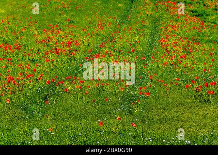 Rote Mohnblumen leuchten unter der Sonne Stockfoto