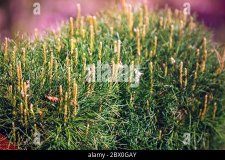 Junge Triebe von Kiefernzapfen, das Laub der Kiefer Bhutan Kiefer (Himalaya Kiefer, Pinus wallichiana) Stockfoto