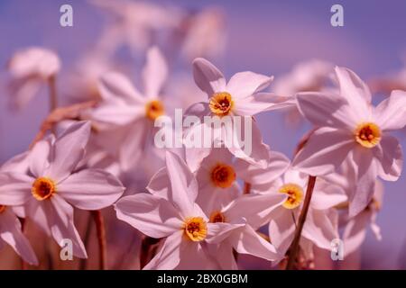 Blumen Hintergrund. Blühende wilde Narcissus Pflanze. Blumen Frühling Natur Hintergrund Stockfoto