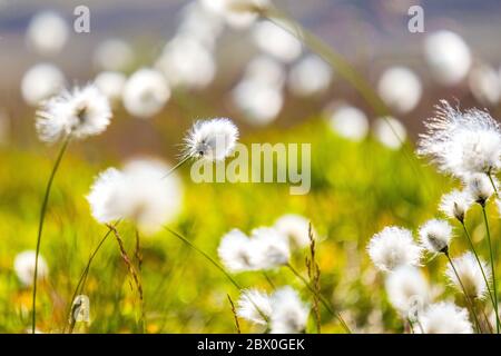 Eriophorum angustifolium, allgemein bekannt als gewöhnliches Baumwollgras / Baumwollgras auf den Mooren des Peak District National Park, Derbyshire Stockfoto