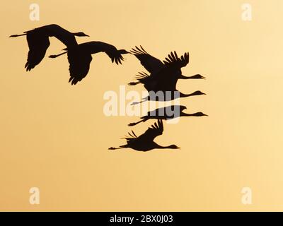 Demoiselle Crane - im Flug bei Sonnenuntergang Grus virgo Khichan, Rajasthan, Indien BI032487 Stockfoto