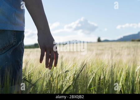Rechte Hand streichelte ein Weizenfeld in einer Ansicht auf Bodenhöhe. Stockfoto